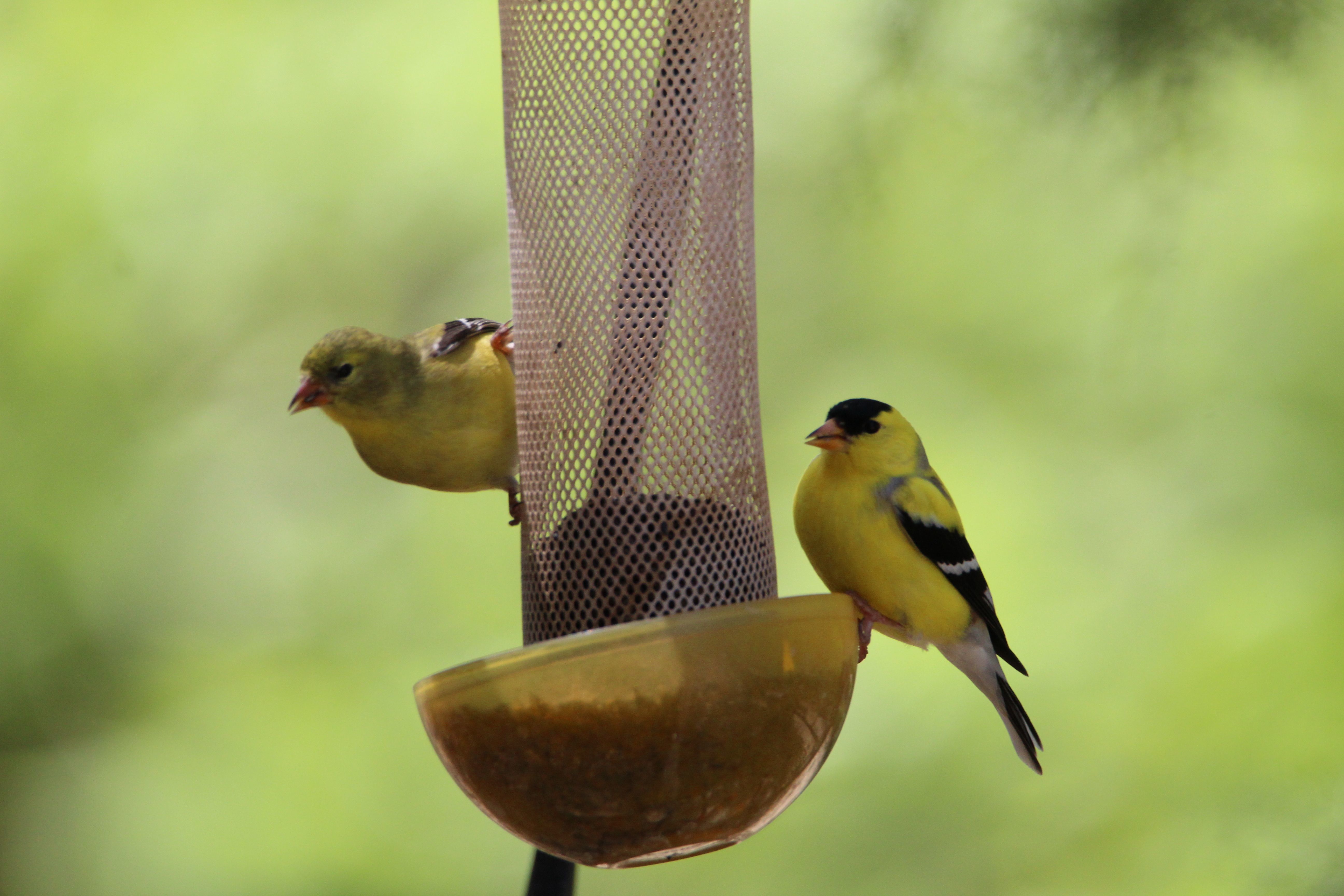 Feed the birds; then count the birds with Project FeederWatch