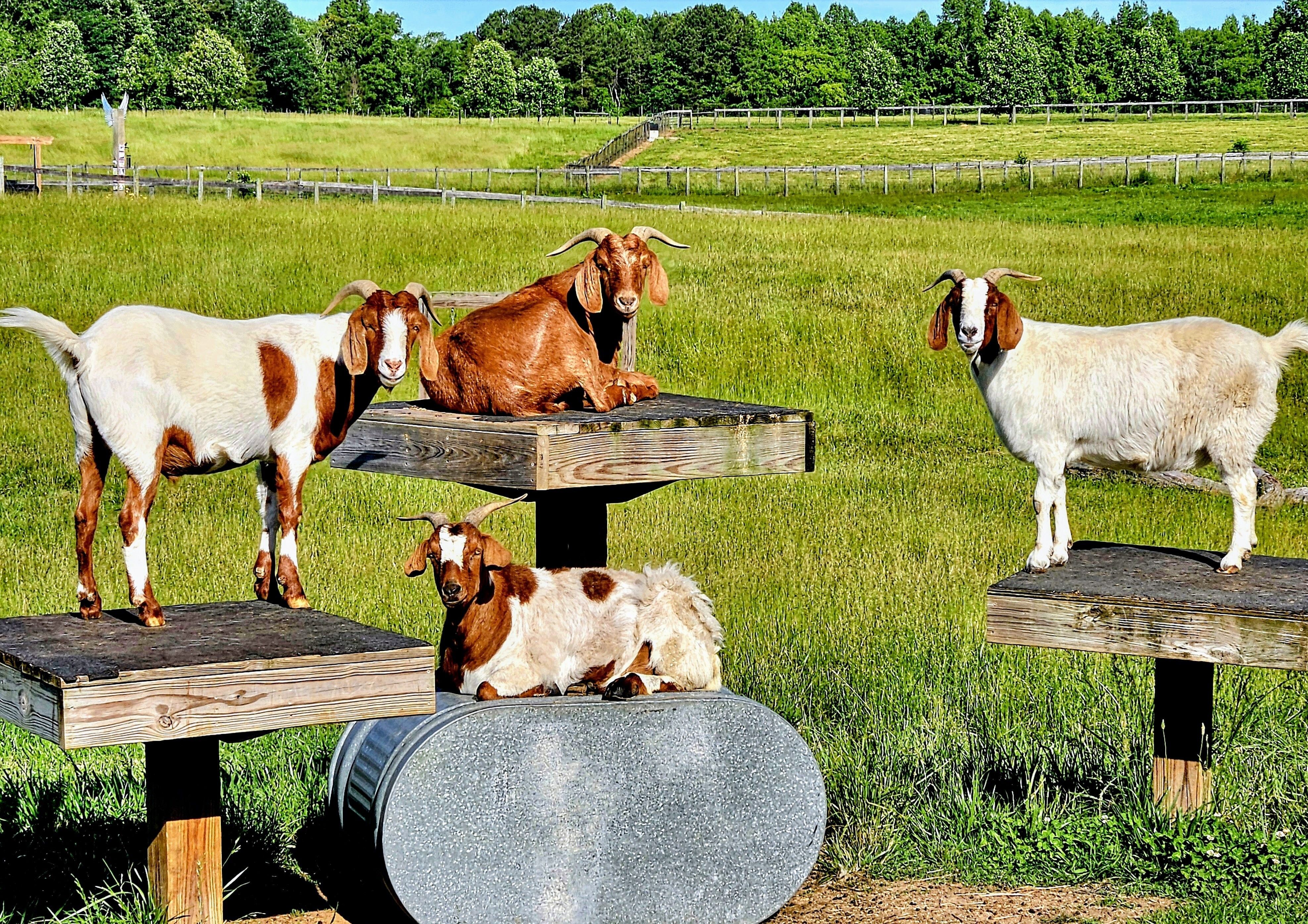 Facebook & Instagram Fundraisers