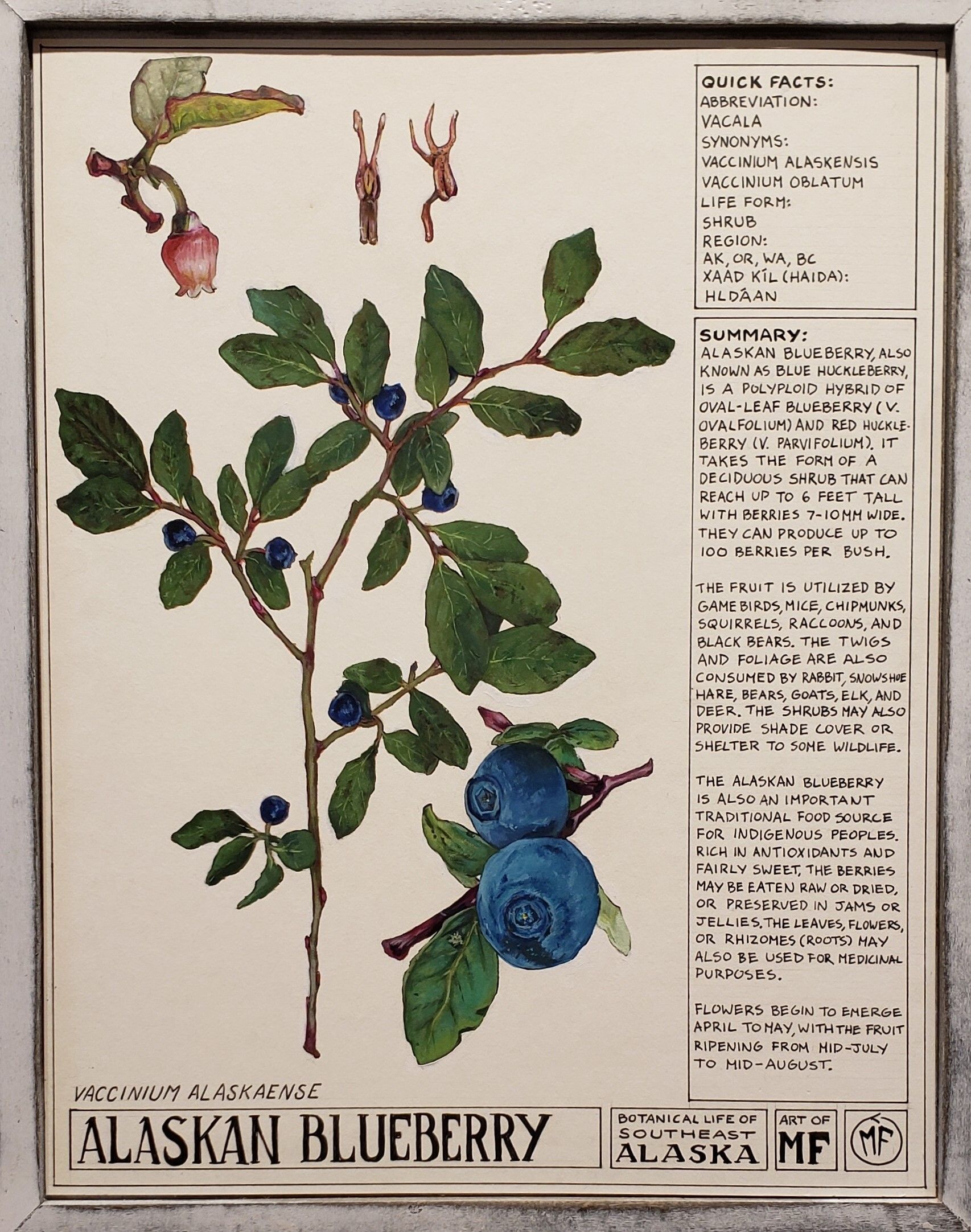 Max Flowers - Vaccinium Alaskaense