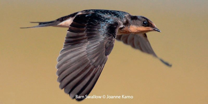 Barn Swallow 