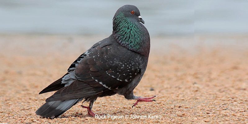 Rock Pigeon