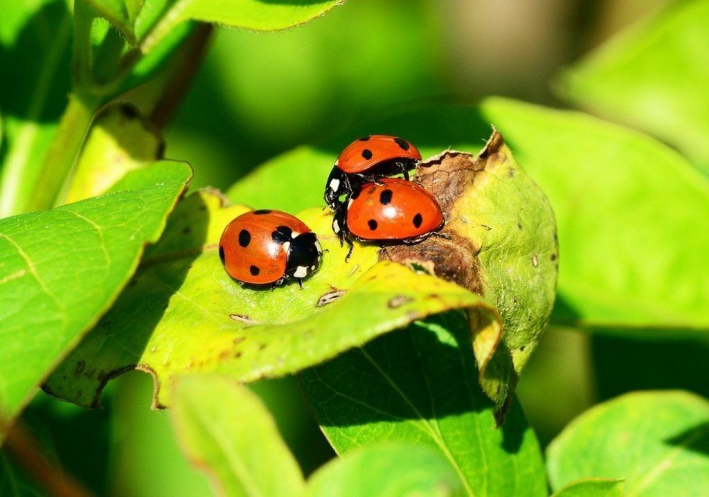 group of ladybugs on a leaf