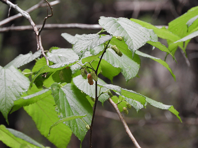 Red Mulberry - Pack of 25 Seedlings (12"-18")