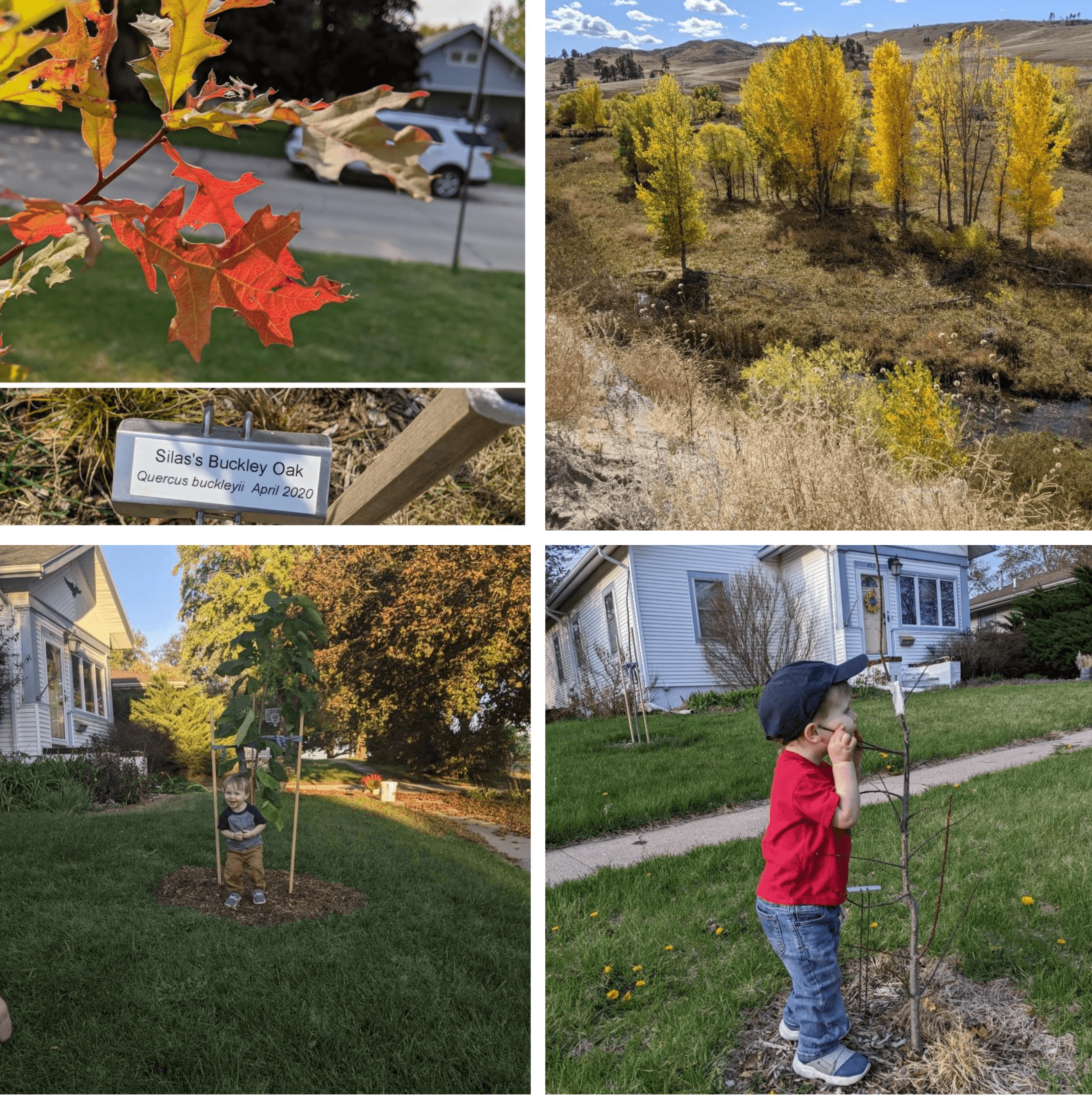 Fall color on Sarah's little oak. Western Nebraska fall color in the White River Valley. Tree stakes supporting a small tree. Sarah's son hugging the small tree.