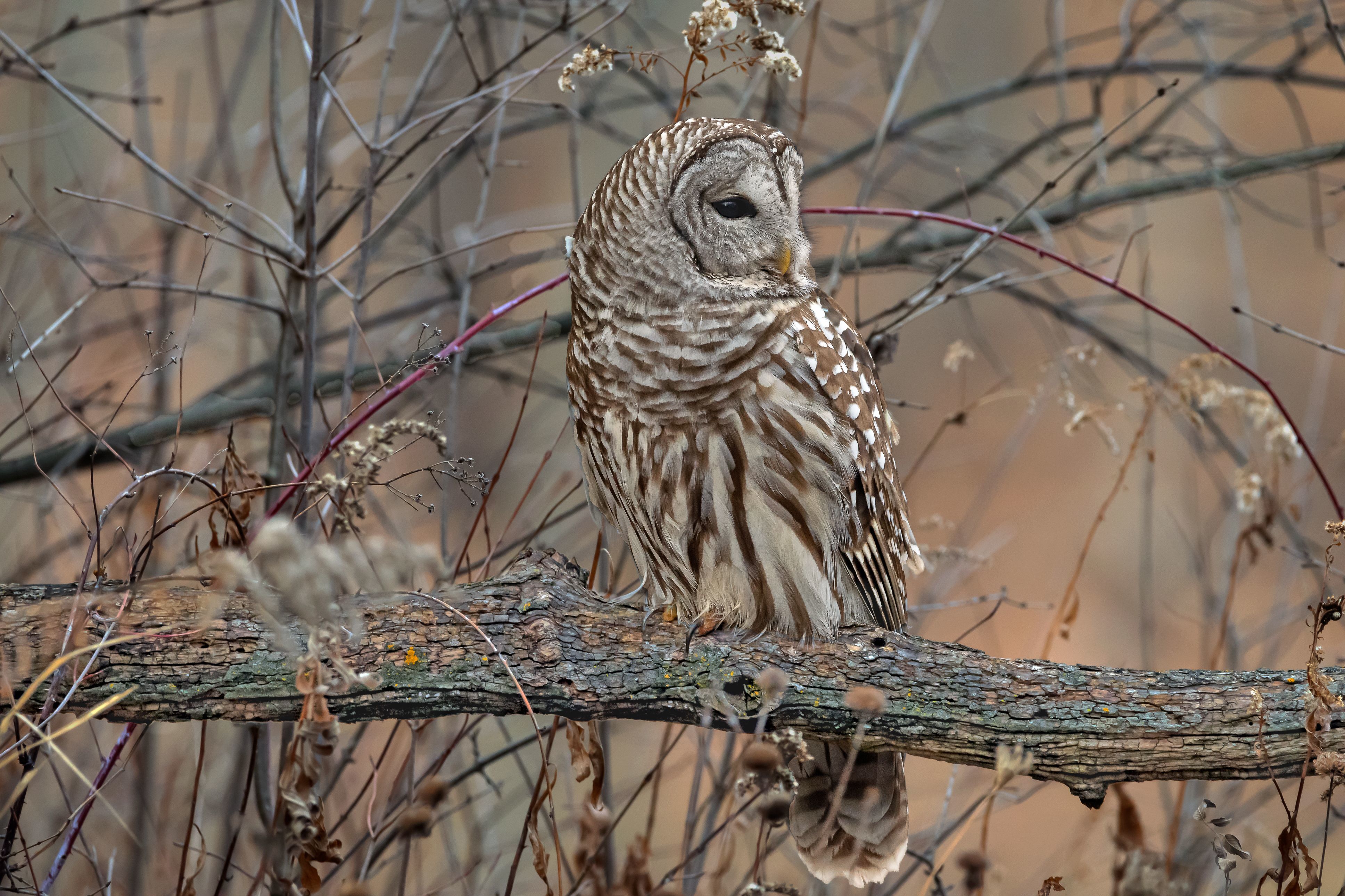 1st Place, Photograph of the Year, "Sunset Barred Owl" - Ronald Floyd