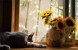 Cat at window