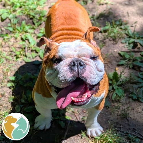 GUNNER- ADOPTED 8/9!