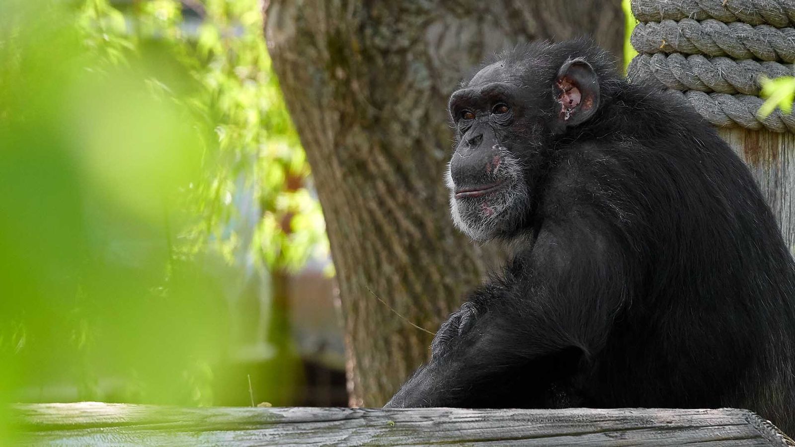 Fauna Foundation chimpanzee resident, Tatu