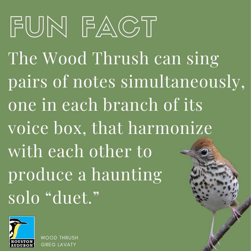 Wood Thrush fun fact