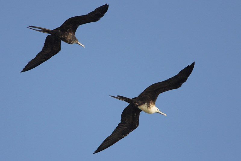 Magnificent Frigatebirds