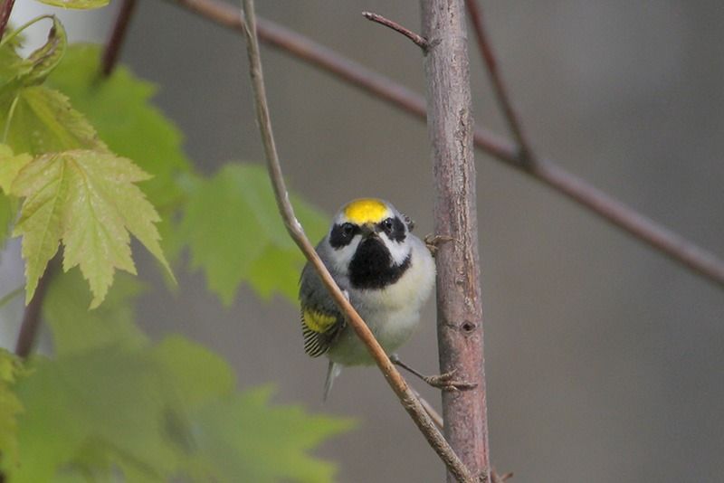 Golden-winged Warbler