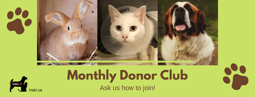 Rabbit, cat, and dog - monthly donor club.