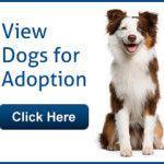 View Dogs for Adoption