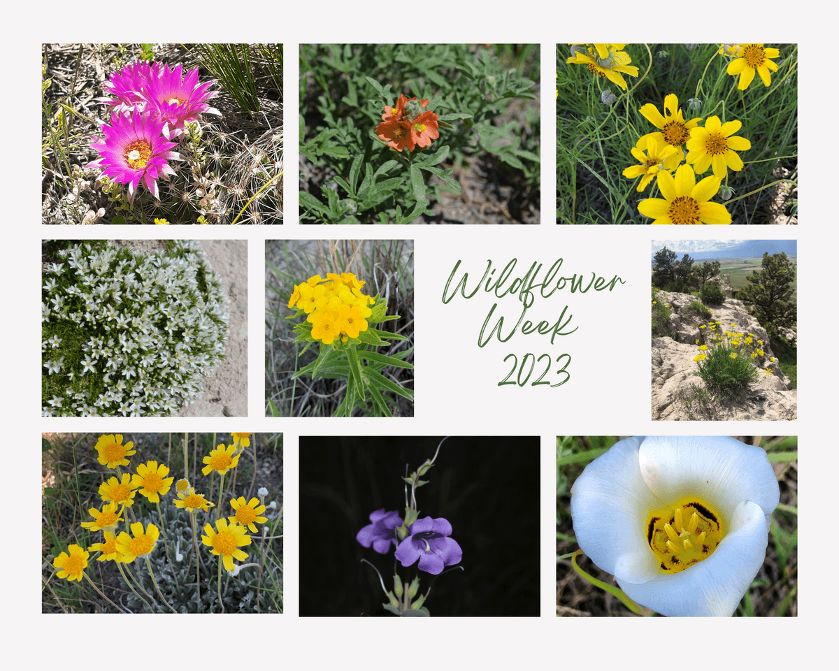 Wildflower Week celebrates Nebraska's native wildflowers