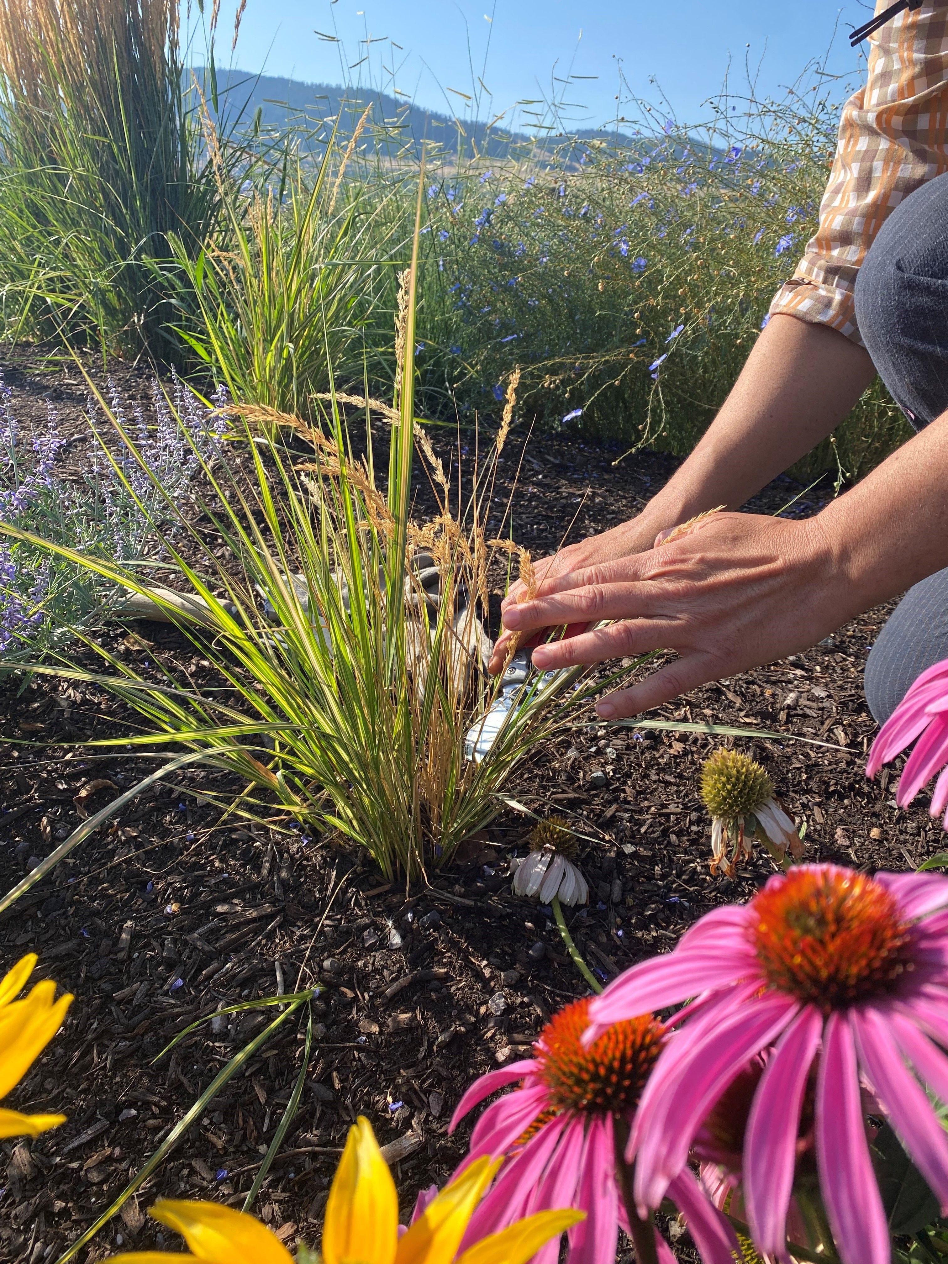 Hands plants a grassy bush.