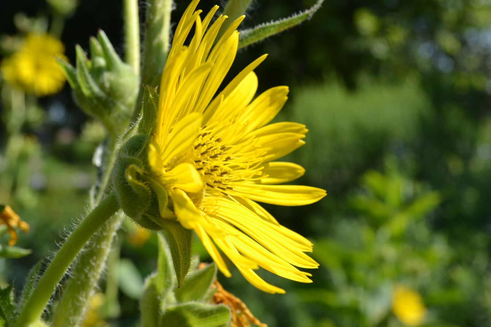 A close-up of a bright yellow sunflower type bloom with many petals 