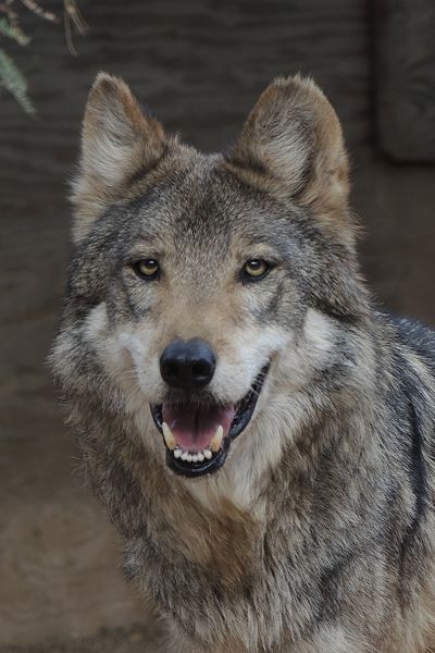 M1124 Sancho Mexican Gray Wolf Southwest Wildlife Scottsdale Arizona