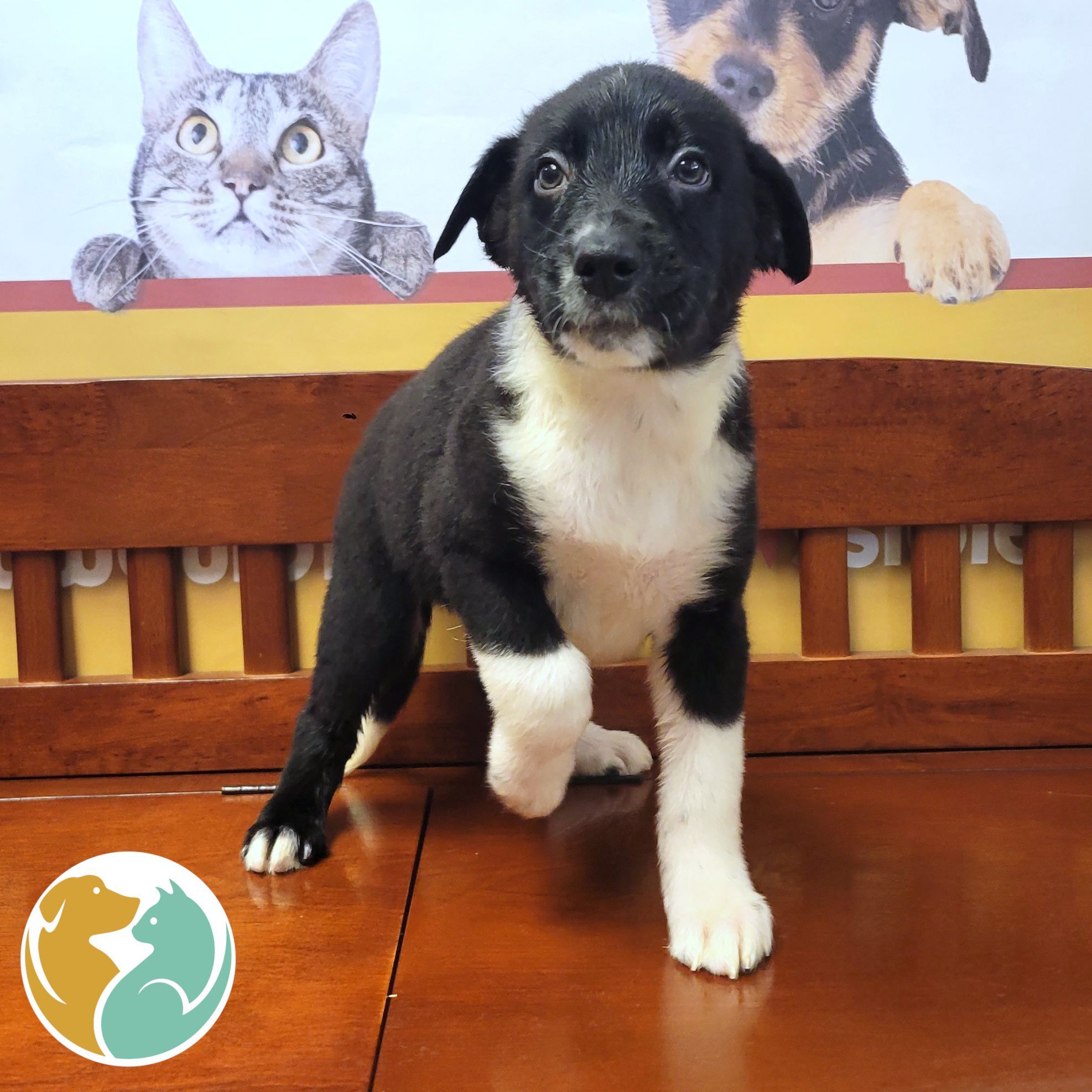 Free Puppies Toledo Ohio - dcfdb8v