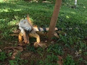 Giant Iguana in Costa Rica