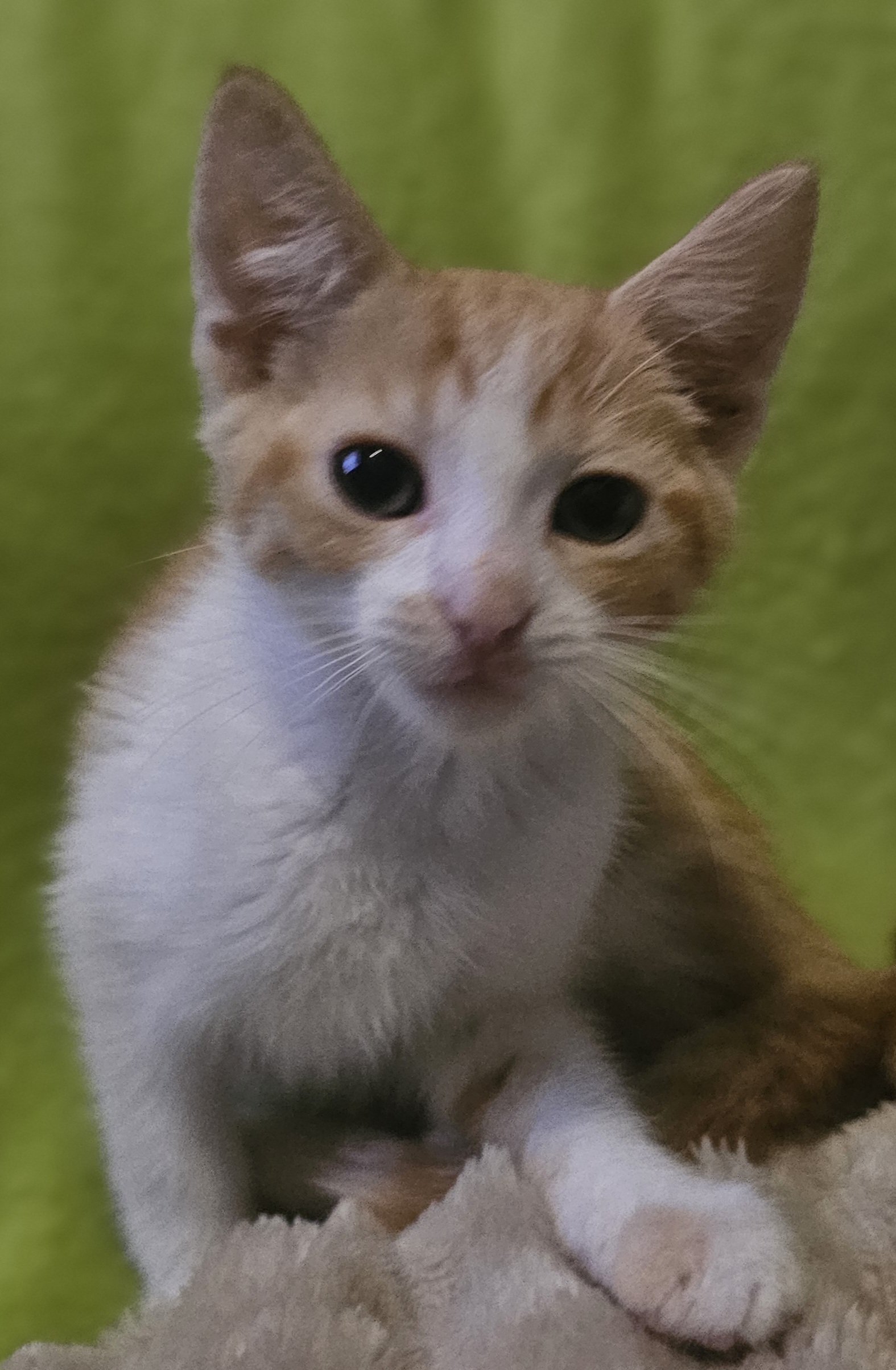 Rufus