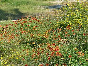 Indian Blanket