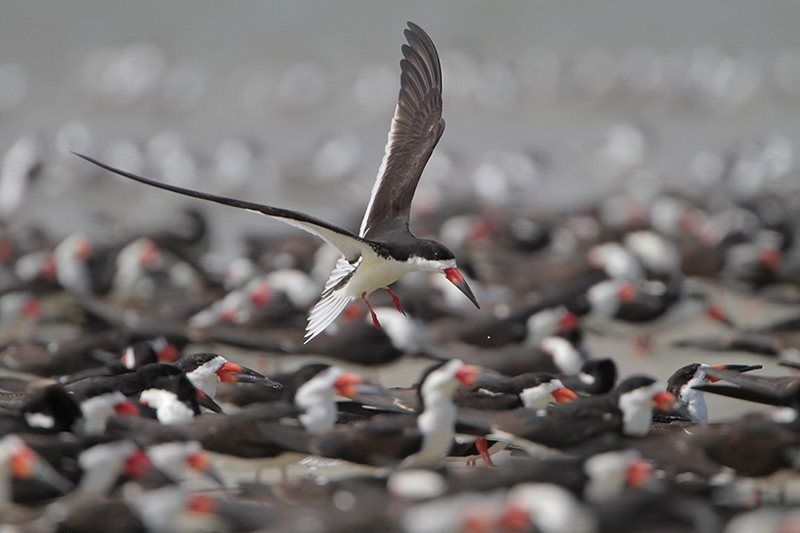 Black Skimmer