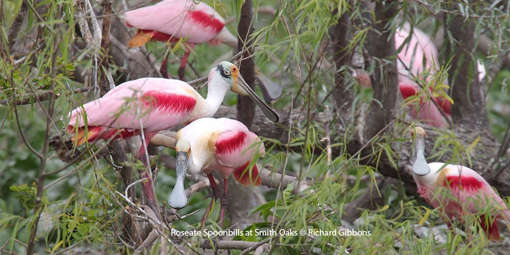 Roseate Spoonbills at Smith Oaks Rookery