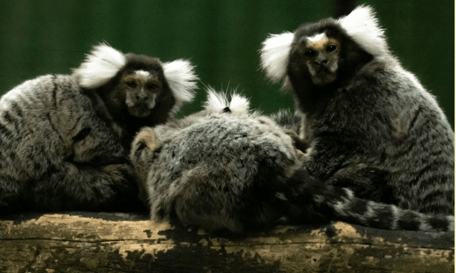 monkeys