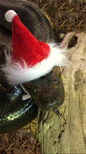 1PM Special Snake Holiday Tour