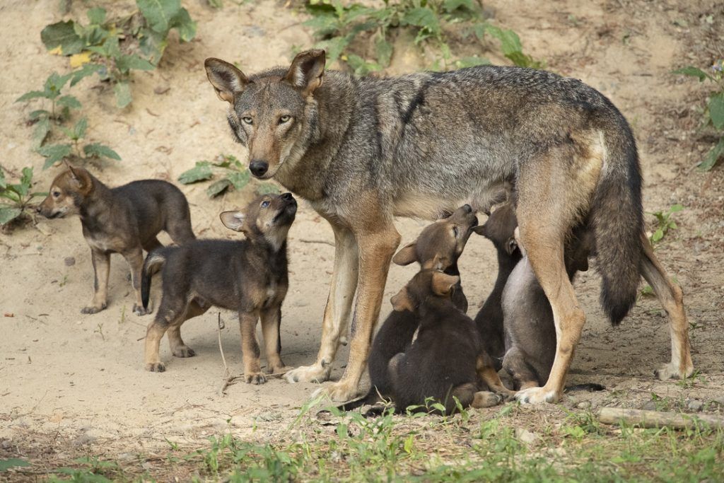 Mother Red Wolf nursing her pups