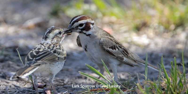 Lark Sparrow