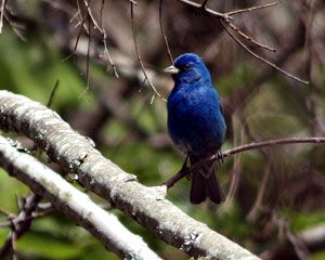 Beak of the Week: Indigo Bunting