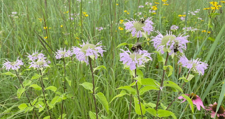 Bee in Flower by Casey Johnson