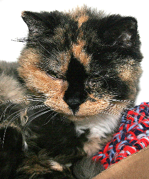 TABBY