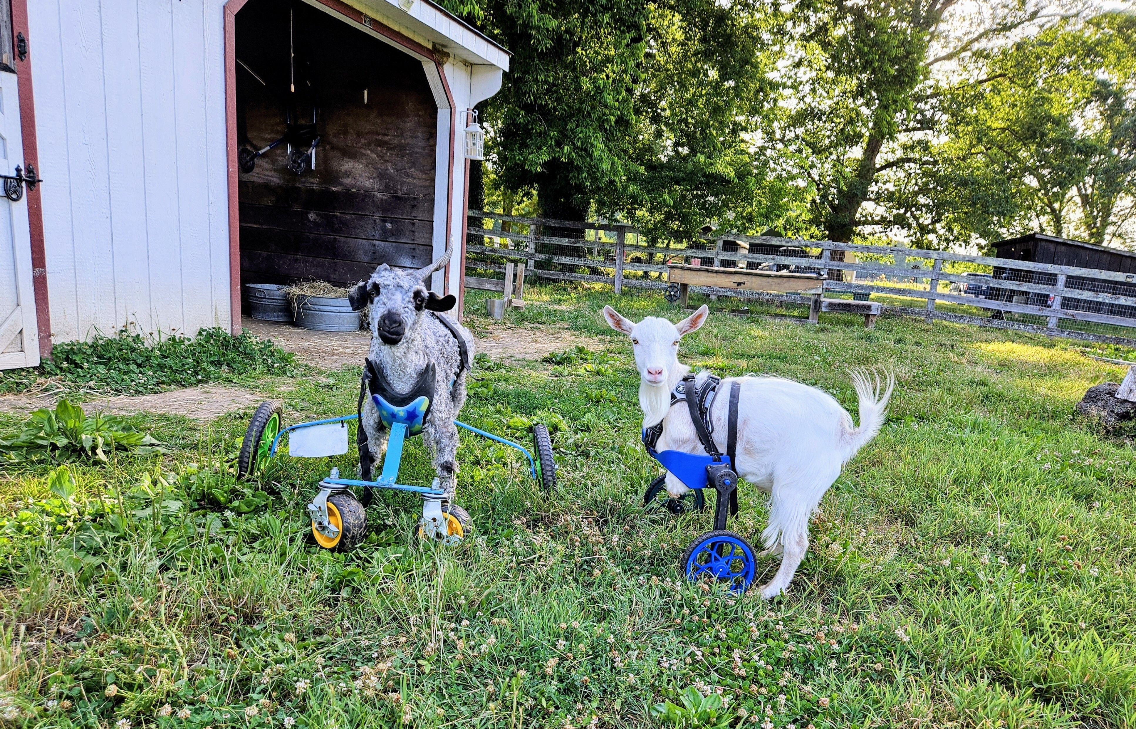 Two specially abled rescue goats who are friends
