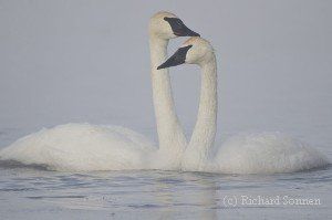 How can you tell a male from female swan?