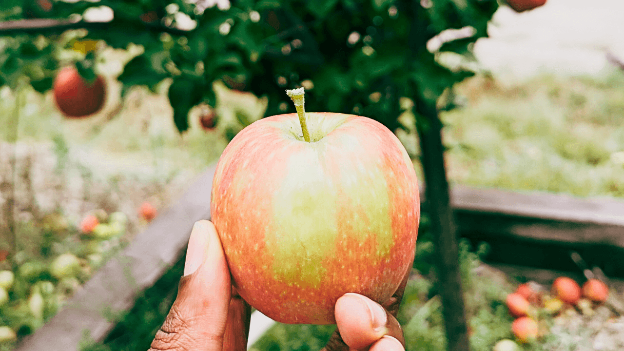 Photo of a hand holding an apple in front of an apple tree.