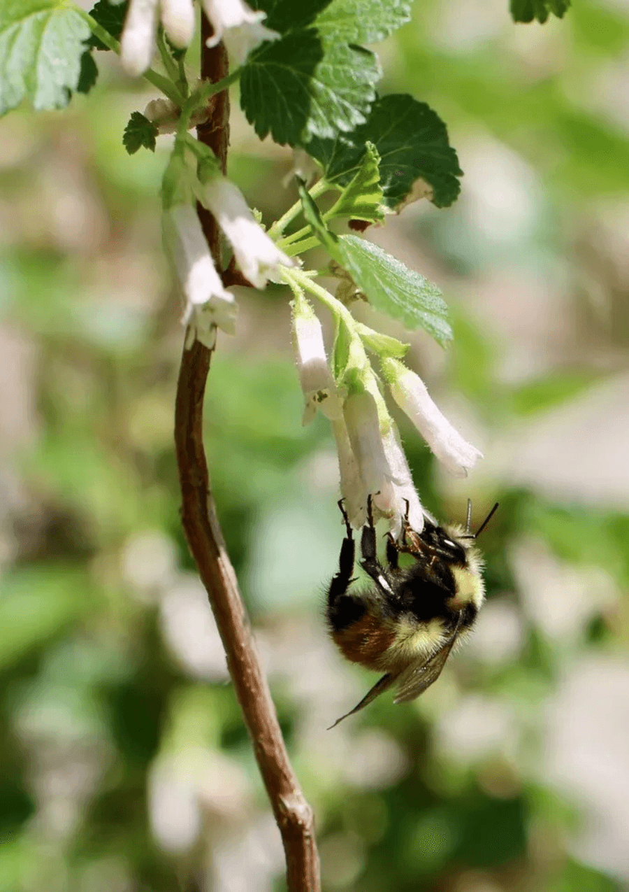 Pollinator Advocacy Opportunities