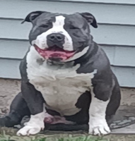 ZZ - Classified Ad - Lucky - rehomed