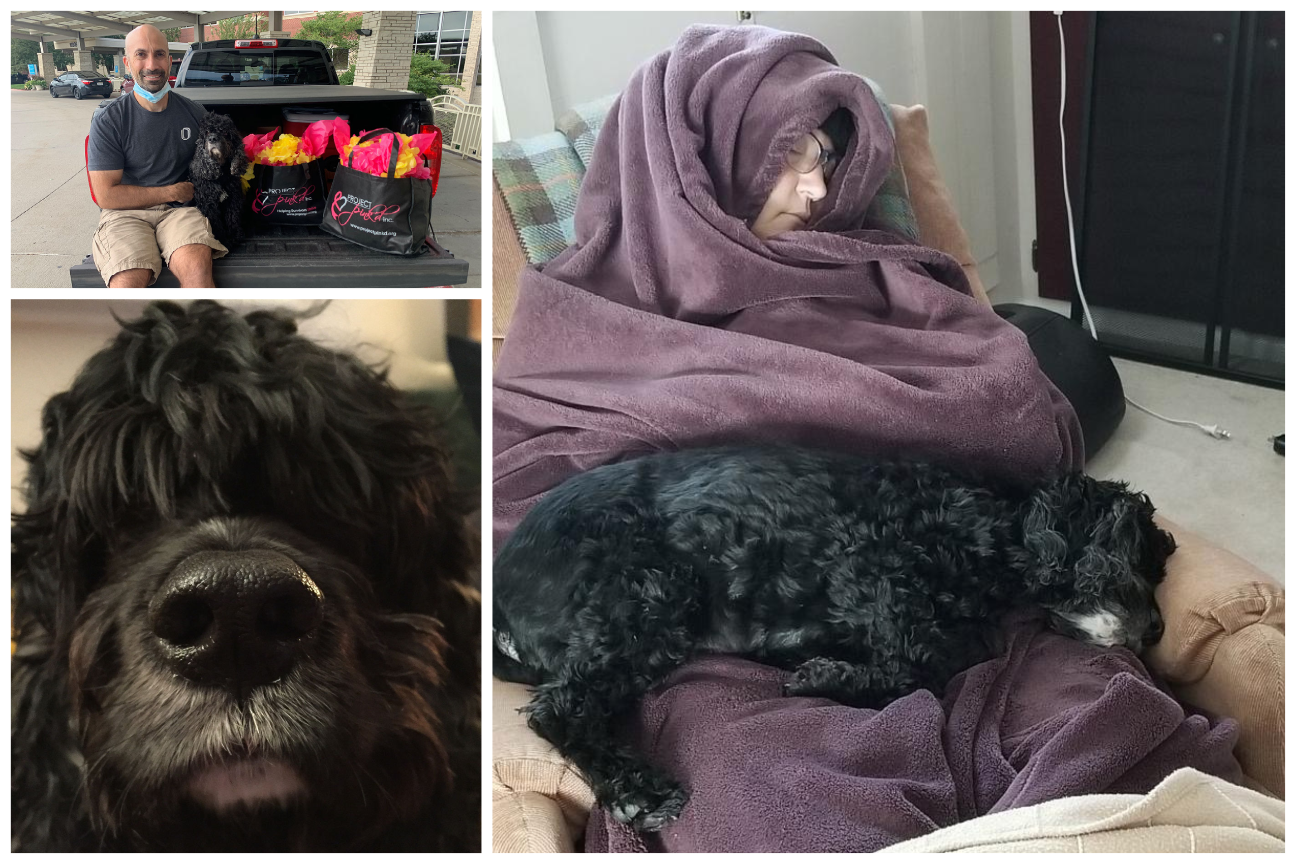 A Tribute to Bob: Our Rescue Cocker Spaniel