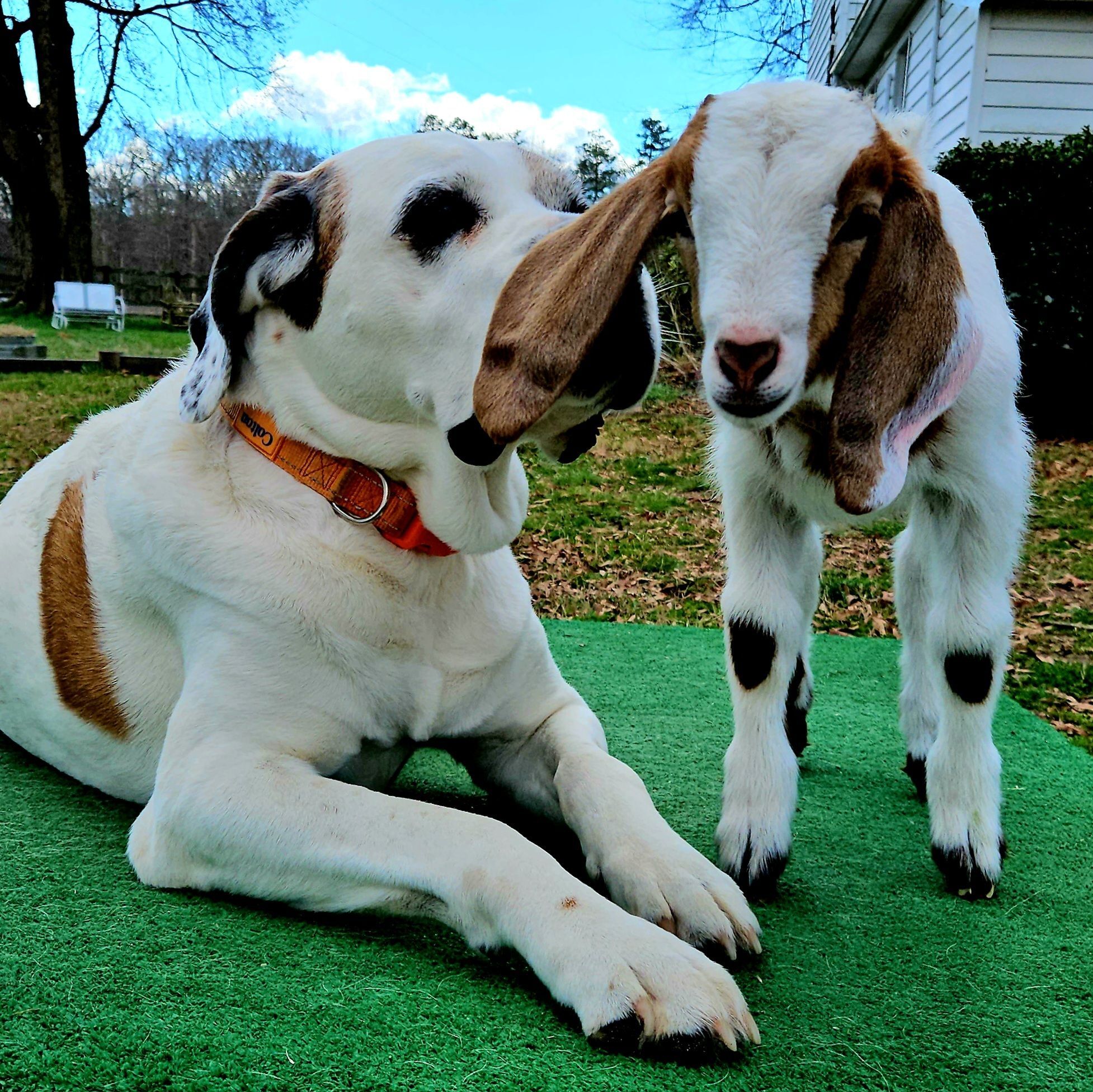susie playing with farm animal