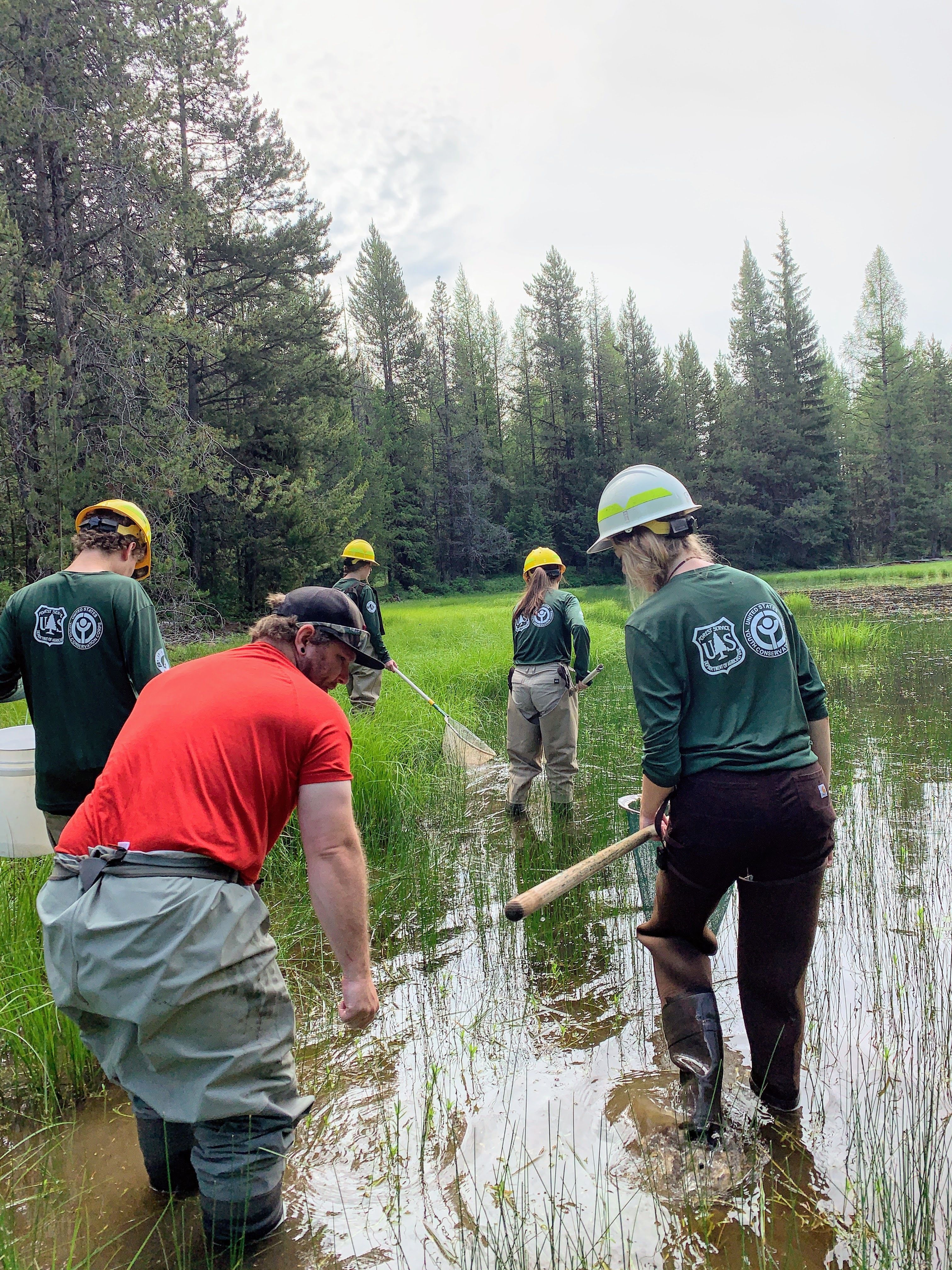 A youth crew wades in a pond to complete amphibian surveys