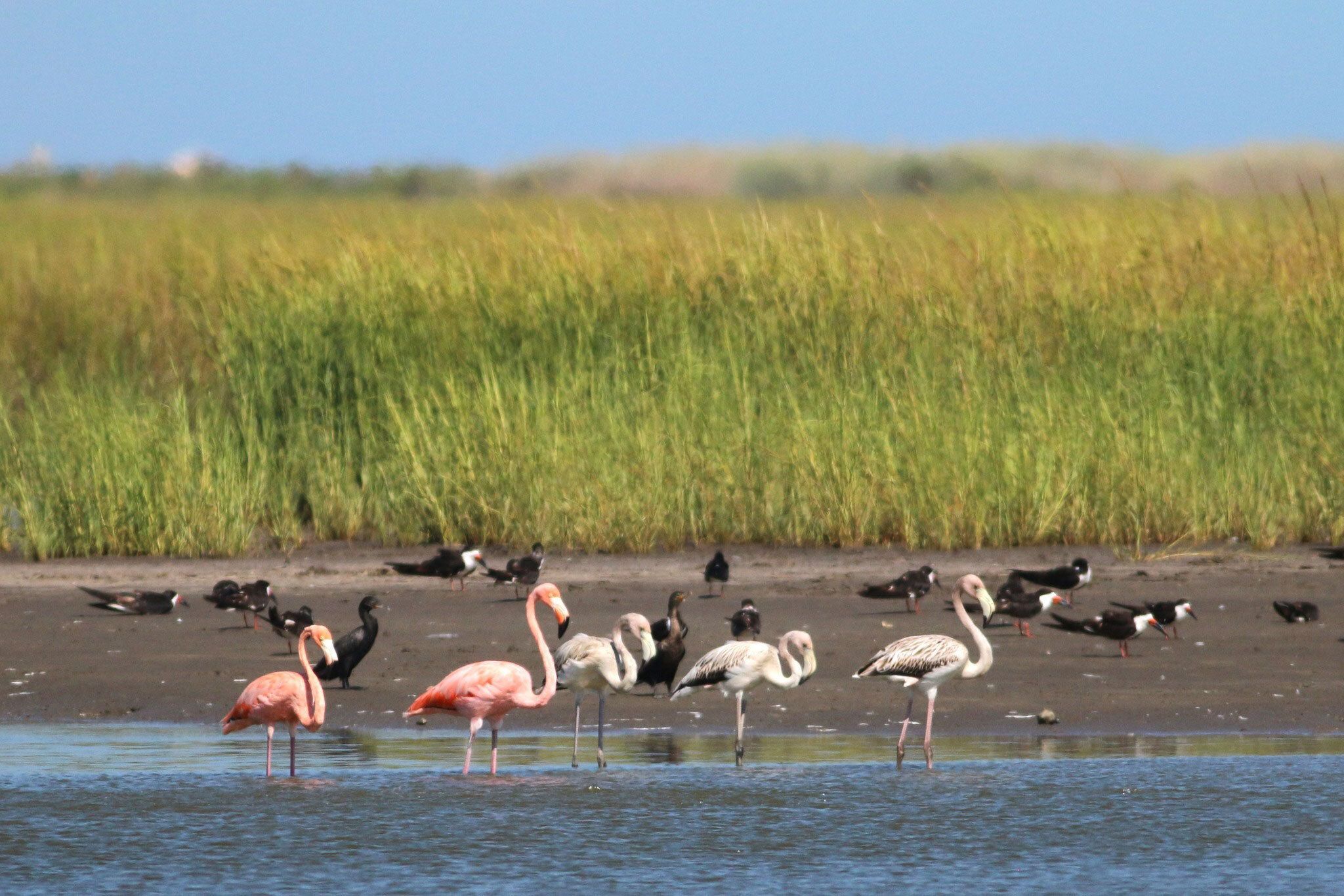 American Flamingos