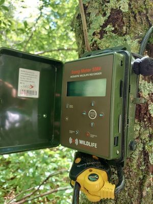 Acoustic Recording Unit mounted on a tree