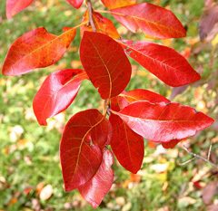 Black Gum - Pack of 5 Seedlings (12"-18")