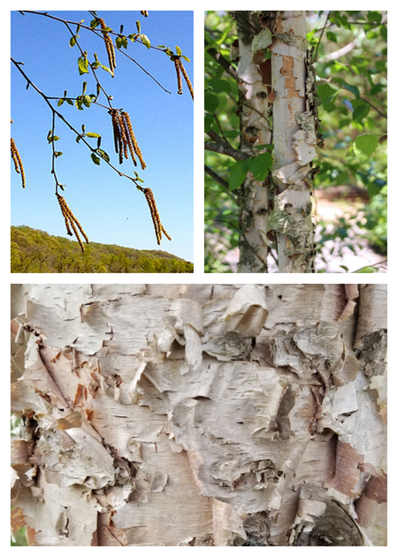 River Birch trees offer a unique characteristic of peeling bark.