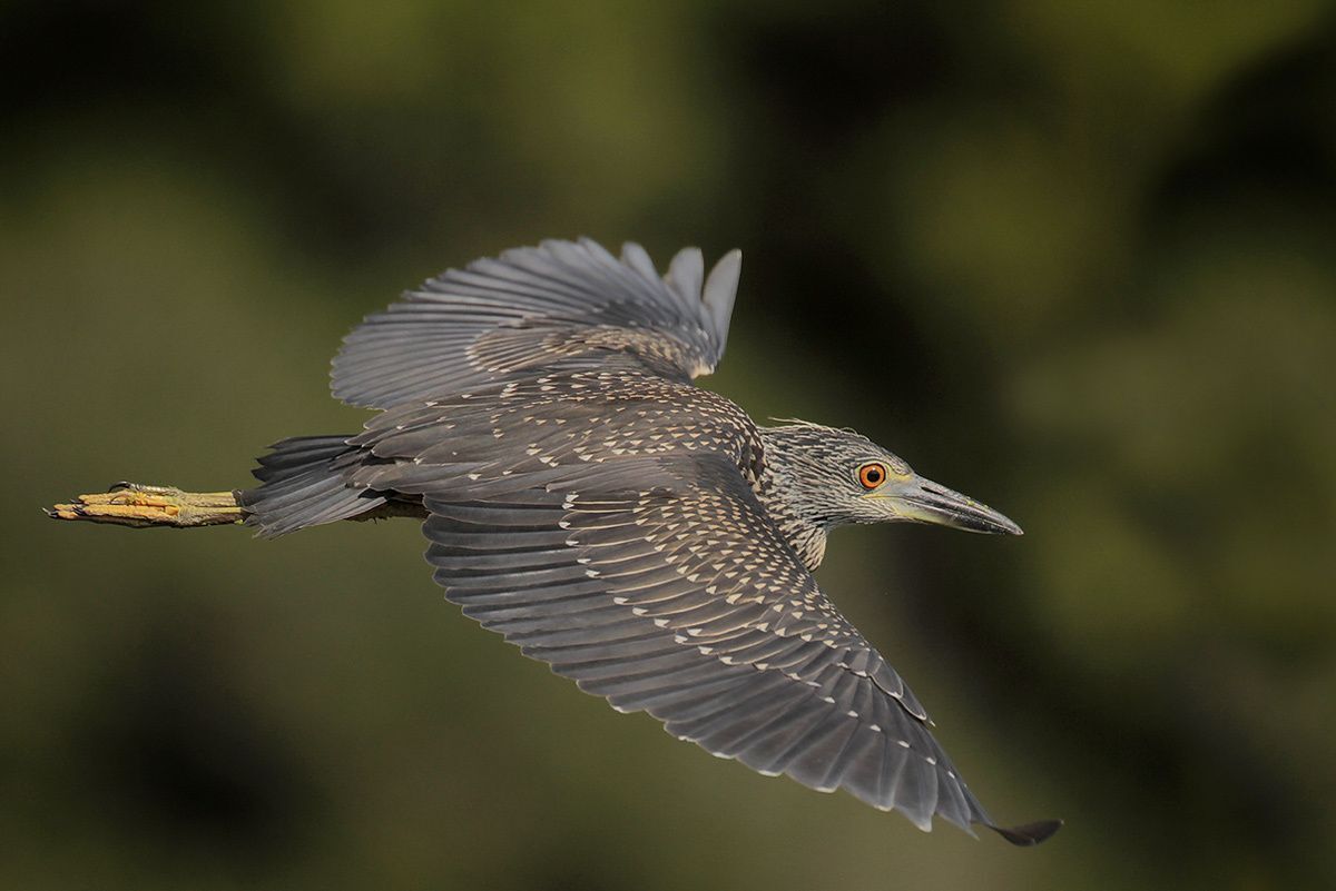 Black-crowned Night-Heron (juvenile)