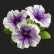 petunia