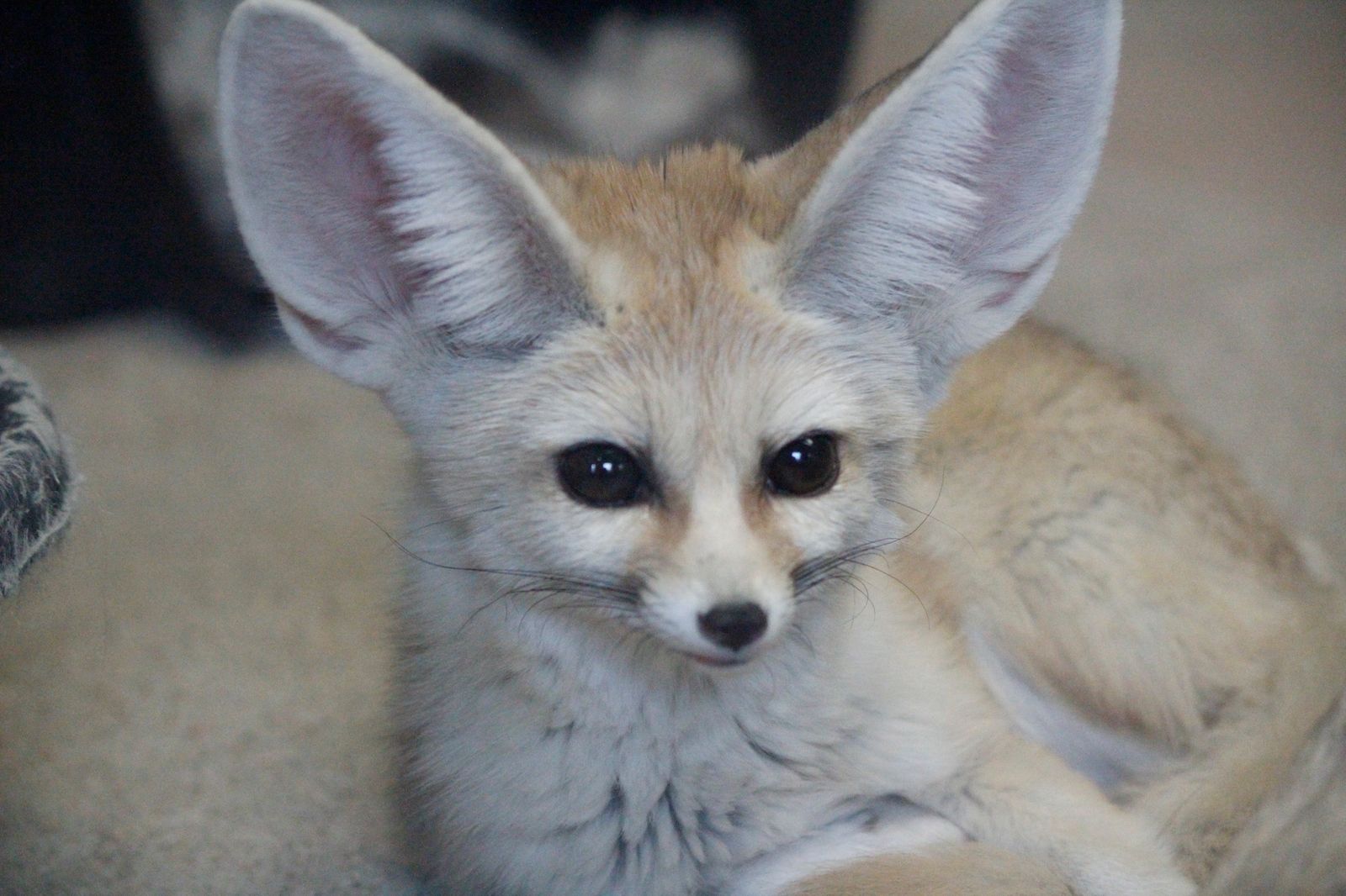 fennec-fox