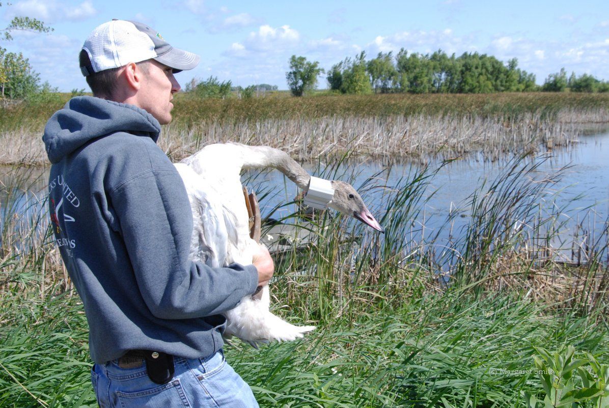 Tracking swans in Iowa